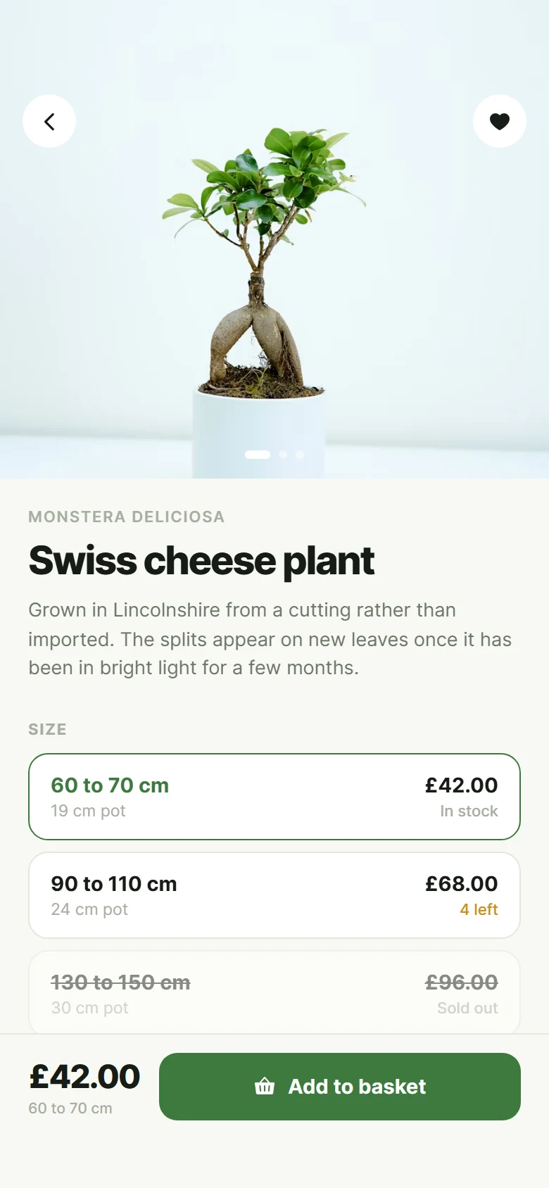 Fern Plant Product preview